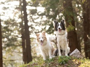 ��񂿂��ƈꏏ�Ɏl�G�����̂�����