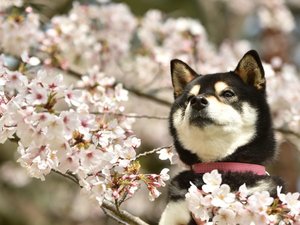 ��񂿂��ƈꏏ�Ɏl�G�����̂�����