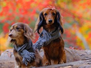 ��񂿂��ƈꏏ�Ɏl�G�����̂�����