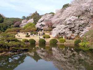 桜満開の新宿御苑