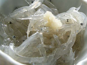 �y���m��:�O�́z���ό��z�e����p