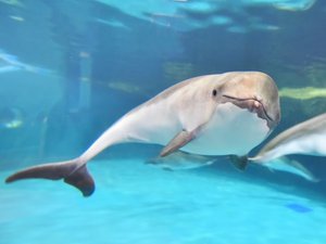 【おたる水族館】<車約10分>全北の生物たちを中心に展示。トドやアザラシが見られる海獣公園も人気