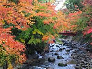 �C�P���̍g�t�^�Ԃ�40��