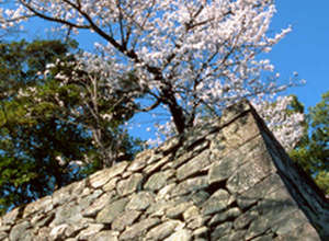 桜と松阪城跡
