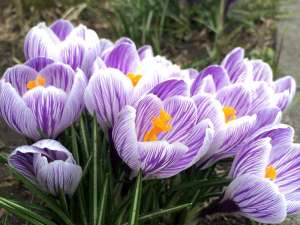 ★クロッカス★庭先の季節の花々が皆様を出迎えます。