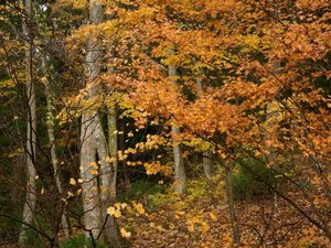 秋の時期、裏山の紅葉が美しく映えます