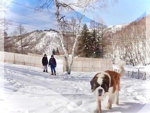 �y���V�������[�x���q�i�i�̎ʐ^