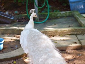 【大牟田市動物園】珍しい白変種のインドクジャクもいます