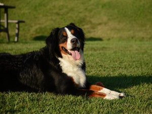 大型犬も一緒にお泊り(看板犬アルくん)