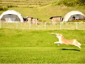 フリスビーでも思いっきり遊べるドッグラン(看板犬アナちゃん)