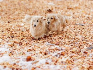 �y2026�N4��11���`�z����/���O�h�b�O�����ł�񂿂����y���߂܂��i�摜�̓C���[�W�j