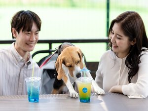 【わんちゃん同伴可!】RACHEL dog & cafe