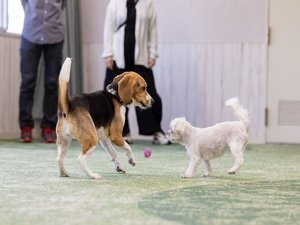 追いかけっこ、楽しいね!わんちゃんの活発な姿に癒やされます。