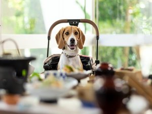 わんちゃんの夕食メニューもご用意しております。(別途有料)