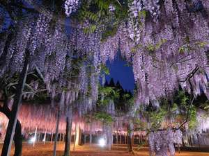 【和氣神社】例年4月下旬から5月中旬ごろに藤の花が見ごろとなる。