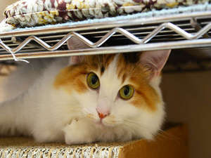 【大分県:別府】新玉旅館