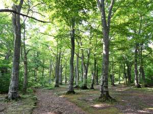 �u�i�̌�����