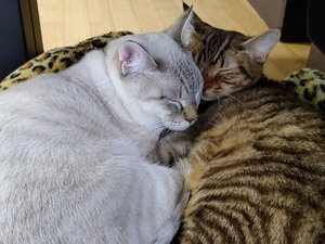<花かざし・隣接>【猫宿 はなはな】猫ちゃんと自由に遊べます