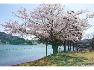 305号室久美浜湾側桜