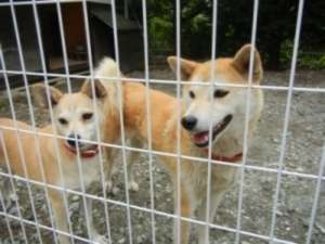 散歩犬サクラ2歳とミミ4歳湖畔まで散歩の案内します。