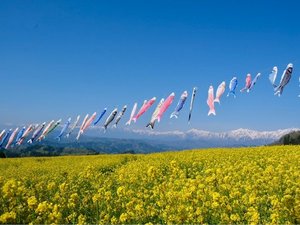 「アルプス展望台・夢の駅」GWシーズンは一面の菜の花畑に鯉のぼりが泳ぎます。