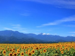 【明野のひまわり畑】お車で30分。富士山などの山々を背景に八ヶ岳を望む大地に咲き誇る60万本のひまわり。