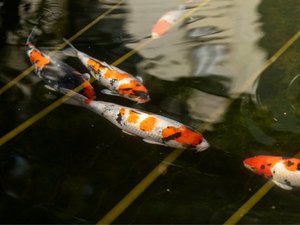 ゆもとかんの池には鯉が自由に泳いでいます