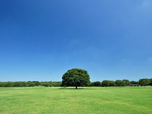 国営昭和記念公園 夏