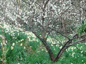 ���썲�v�ԃ_���͐��働�[�h�Ƃ��ėL���B�؉A�ł͂܂����傪�炢�Ă܂���