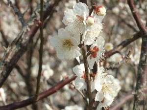 ����@���v�ԃ_���ŎB�e�B�t�͋T�R�ΔȂ��Ԃ��Y��ł�