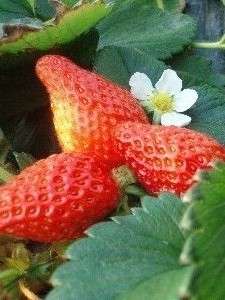 �T����{����܂ł́A�ߗׂ�䕎�肪�y���߂܂�