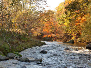 �y�H�̒�����z���ق̖ڂ̑O�𗬂���Ɣ������g�t�B