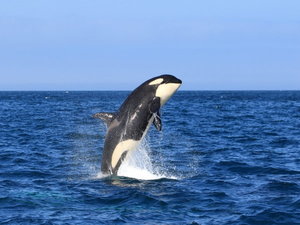 《ホエールウォッチング》4月下旬よりシャチやマッコウクジラなど『世界唯一の海洋生態系』を海上から観察