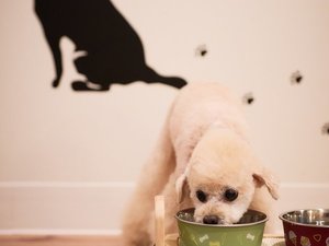 ワンちゃんルーム