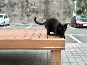 ����ɂ͎��X�l�R����񂪂����тɗ��܂���