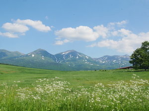 当館から車で5分ほどの場所にある模範牧場。白いお花に囲まれる6月。