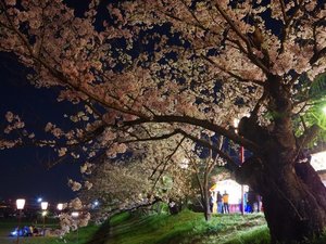 【当館から車で約12分】桜の名所として知られる「武丈公園」