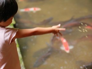 お子さんだけでなく大人も喜ぶ鯉の餌やり。あまりの鯉の勢いに驚くことも。(池に落ちないよう注意!)