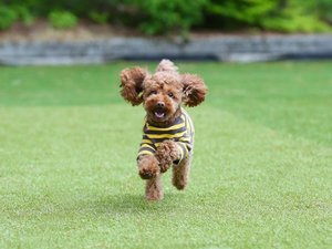 ペット同伴可 愛犬と一緒にコテージ宿泊可能です!