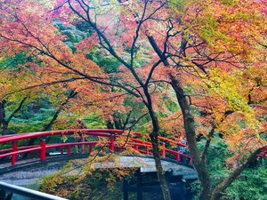 【紅葉の名所:河鹿橋】当館から徒歩15分、紅葉の見ごろは10月下旬から11月上旬(気候により前後します)