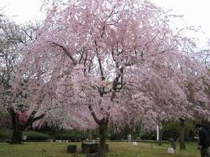 ≪春≫荒井城址公園『しだれ桜の宴』
