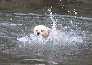 【静岡県の露天風呂付き客室のある宿】星空の客室露天風呂の宿仔犬のワルツ