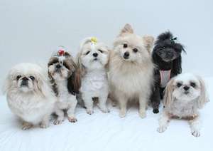 【静岡堂ヶ島・宇久須のペットと泊まれる宿】星空の客室露天風呂の宿 仔犬のワルツ