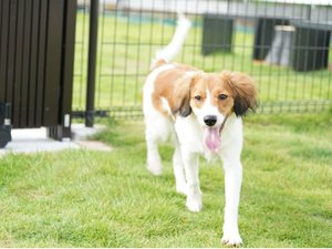 �����t�@�[�X�g�̃h�b�O�z�e��