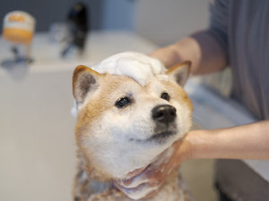 DOG HOTEL SHIRAHAMAihbOze Vn}j̎{ݎʐ^1