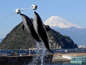 【伊豆・三津シーパラダイス】宿から好アクセス 迫力のショーや可愛い海獣にお子様も大興奮の一日を
