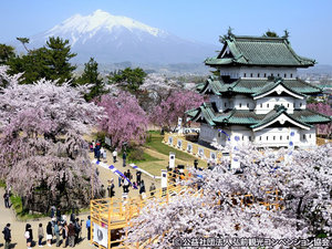満開の桜と弘前城と岩木山(弘前さくらまつり)