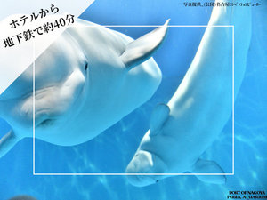 名古屋港水族館 ベルーガ
