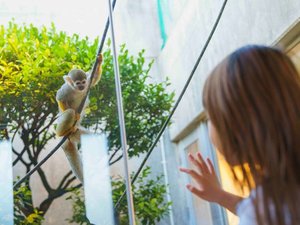 館内にはリスザルやリクガメ、アフリカコノハズク、熱帯魚などが飼育されています。