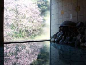 3月上旬・庭園風呂からの雄大な寒桜を眺めながらご利用いただけます。
